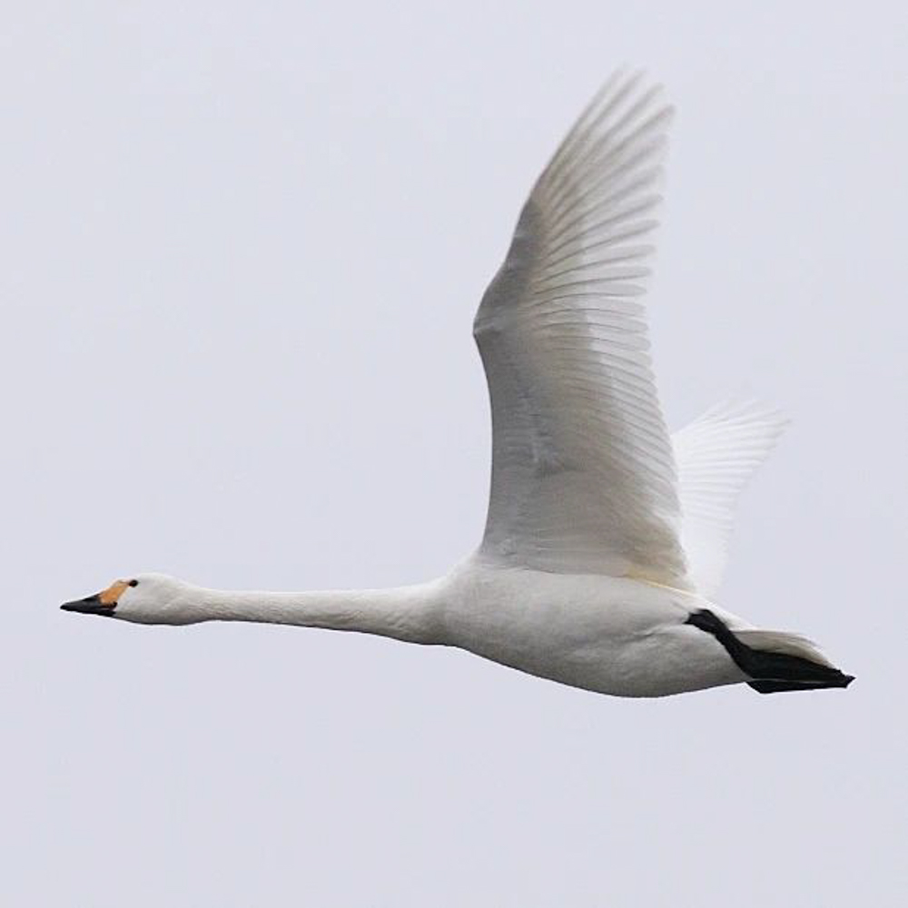 瓢湖水きん公園、白鳥、2023年1月、新潟県阿賀野市