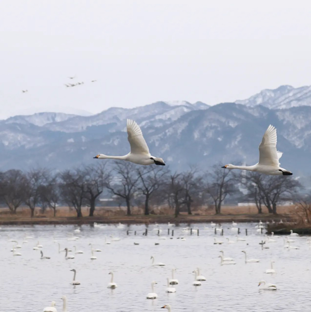 瓢湖水きん公園、白鳥、2023年1月、新潟県阿賀野市