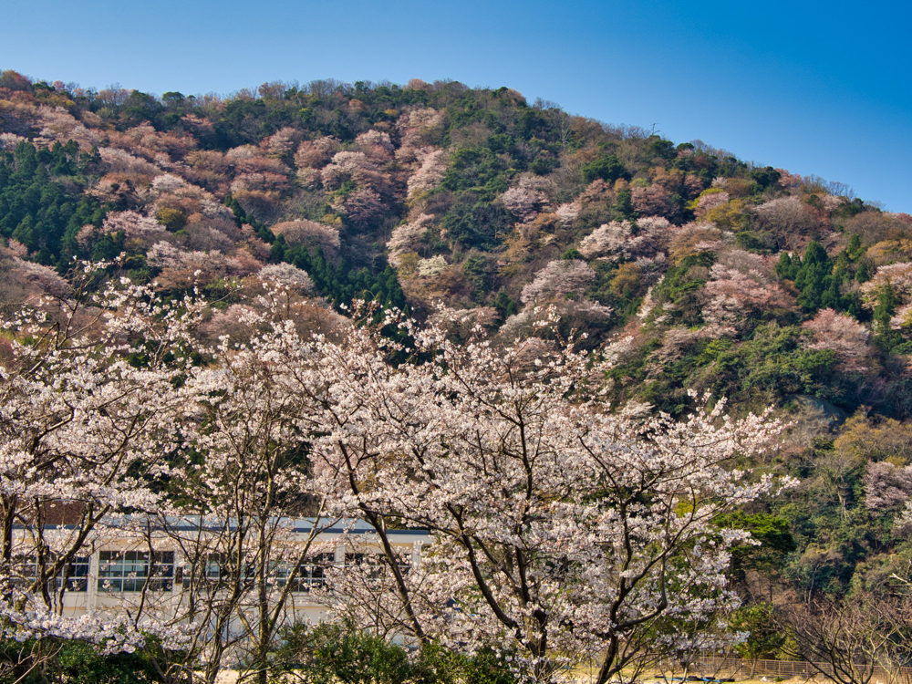 神子の山桜 、桜 、４月の春の花、福井県三方上中郡の観光・撮影スポット