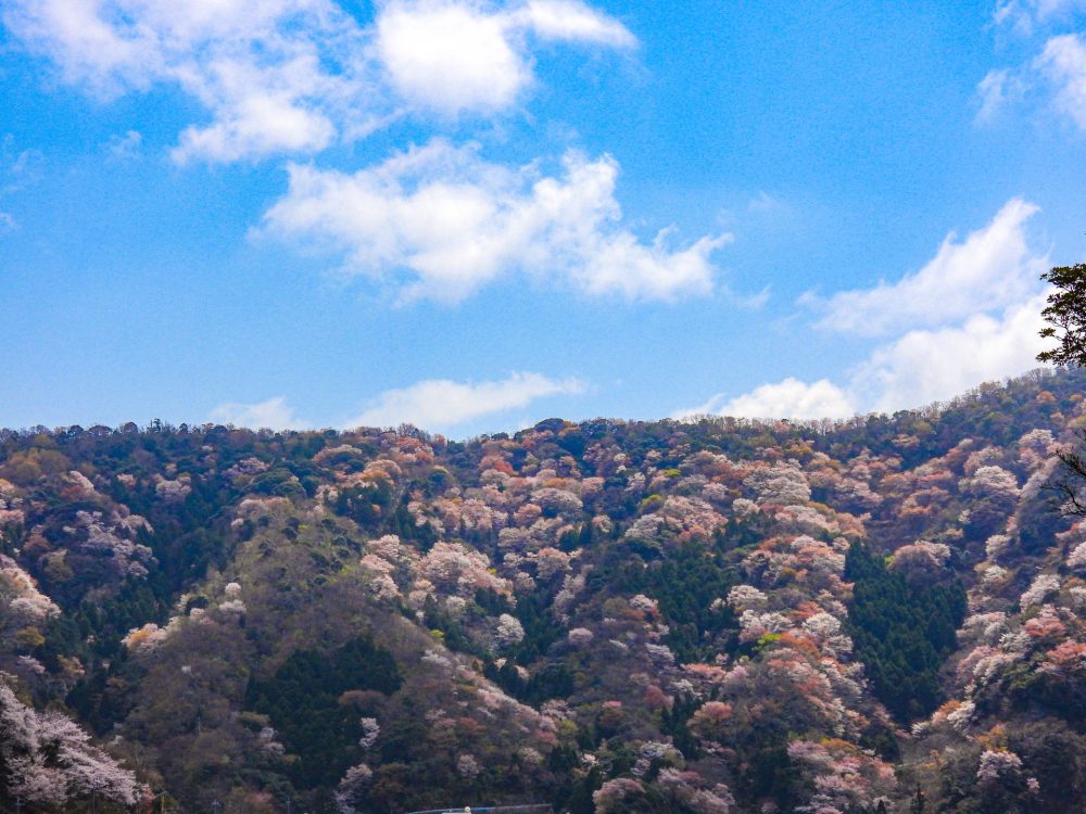 神子の山桜 、桜 、４月の春の花、福井県三方上中郡の観光・撮影スポット