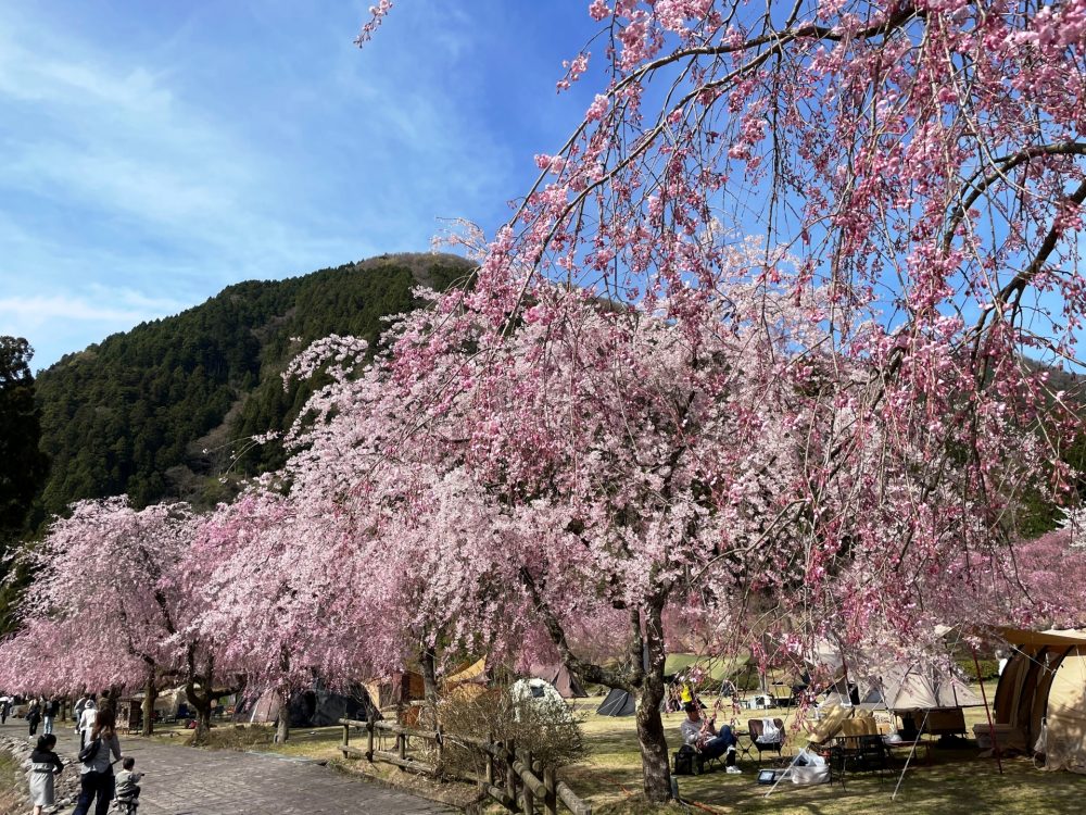 竹田の里、しだれ桜まつり 、４月の春の花、福井県坂井市の観光・撮影スポット