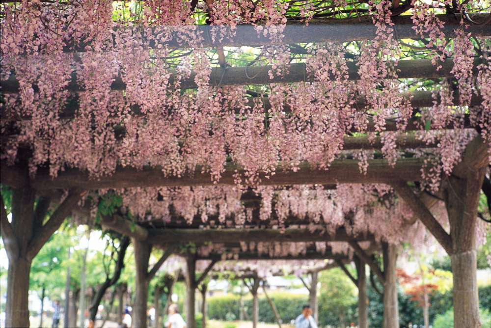 紫式部公園 、藤 の花、４月の春の花、福井県越前市の観光・撮影スポット