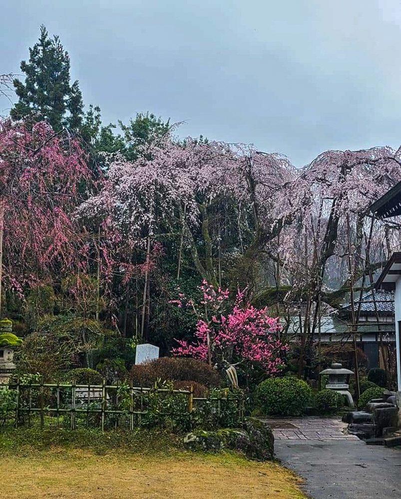 興行寺のしだれ桜 、４月の春の花、福井県吉田郡の観光・撮影スポット