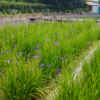 花かつみ園、花しょうぶ、6月夏の花、愛知県知多郡の観光・撮影スポットの名所