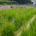 花かつみ園、花しょうぶ、6月夏の花、愛知県知多郡の観光・撮影スポットの名所
