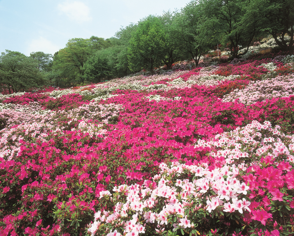 西山公園、つつじ 、４月の春の花、福井県鯖江市の観光・撮影スポット