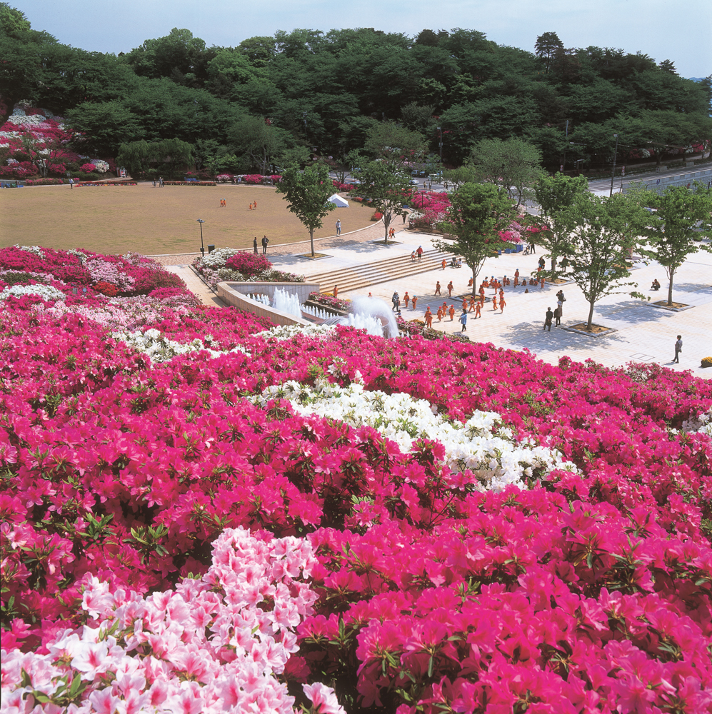 西山公園、つつじ 、４月の春の花、福井県鯖江市の観光・撮影スポット