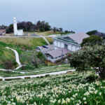 越前水仙群、１月の春の花、福井県福井県丹生郡の観光・撮影スポット