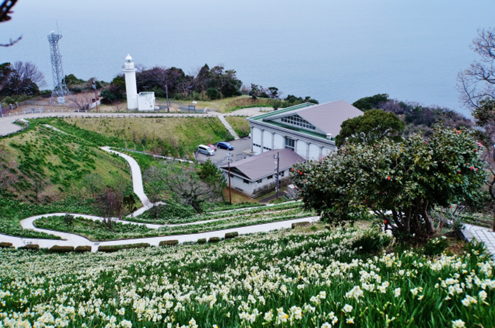越前水仙群、１月の春の花、福井県福井県丹生郡の観光・撮影スポット