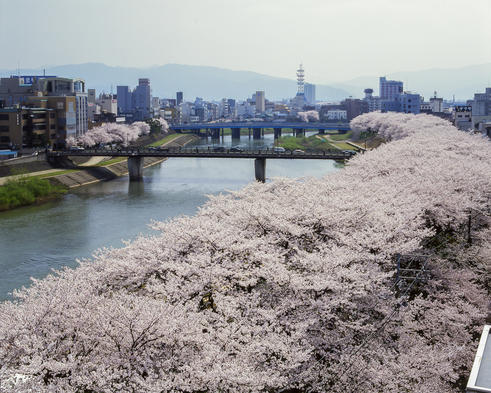 足羽川、桜 、４月の春の花、福井県福井市の観光・撮影スポット