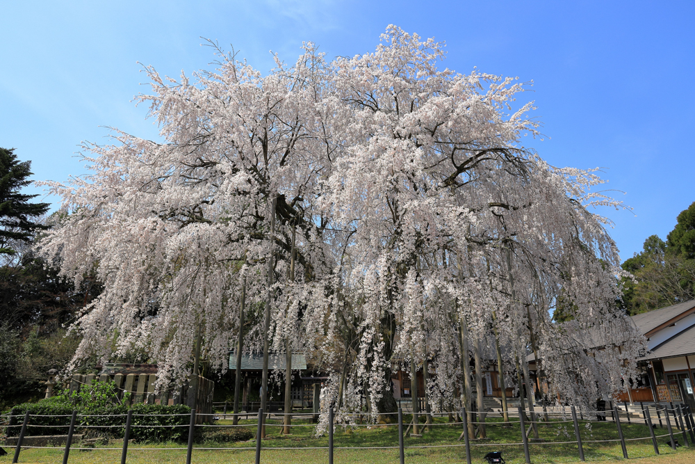 足羽神社のしだれ桜 、４月の春の花、福井県福井市の観光・撮影スポット