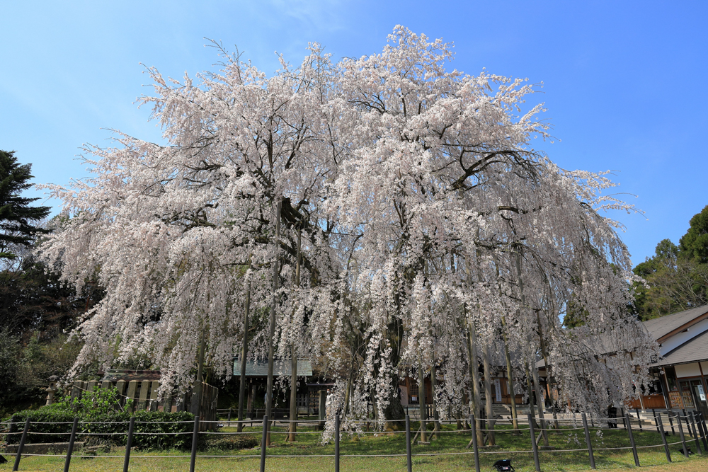 足羽神社のしだれ桜、４月の春の花、福井県福井市の観光・撮影スポット