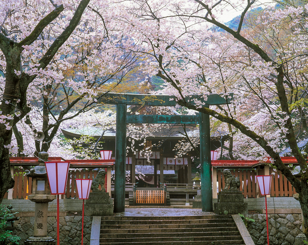 金崎宮 、桜 、４月の春の花、福井県敦賀市の観光・撮影スポット