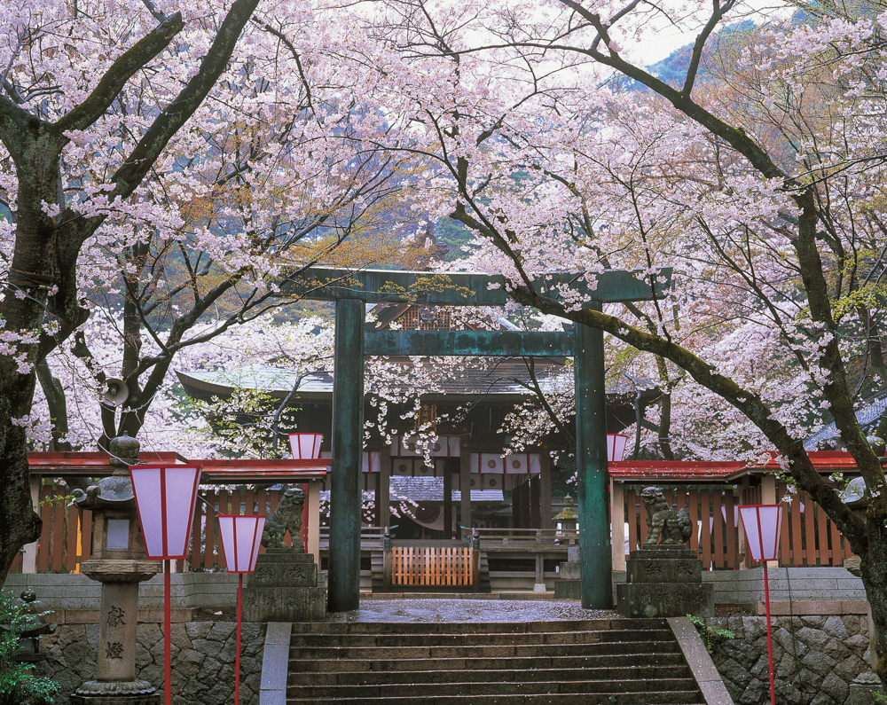 金崎宮 、桜 、４月の春の花、福井県敦賀市の観光・撮影スポット
