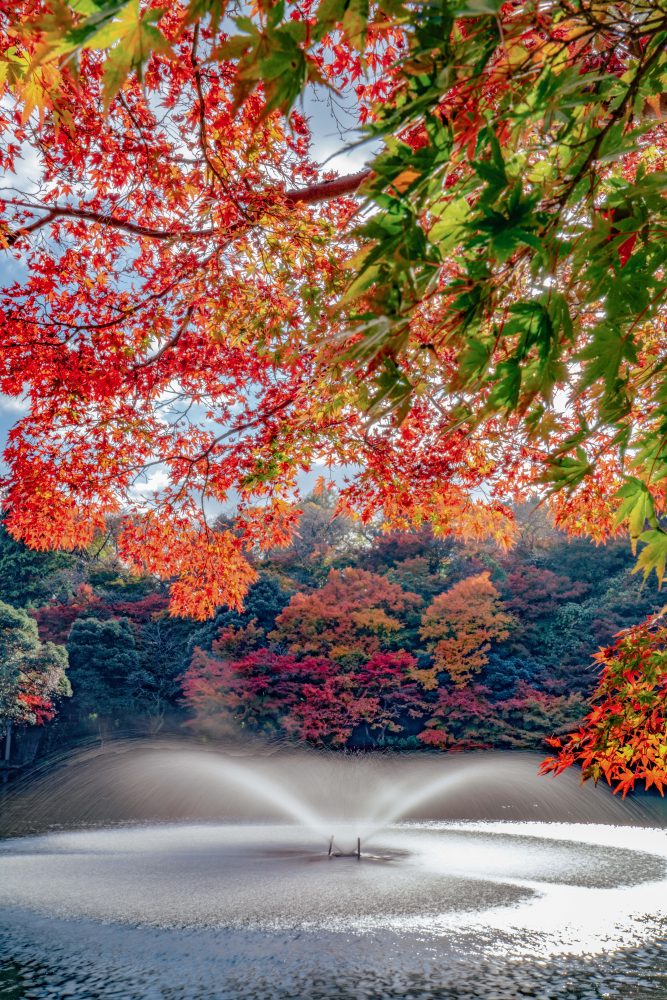 高岡古城公園、紅葉、１１月秋、富山県高岡市の観光・撮影スポット