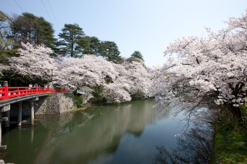 高岡古城公園の桜、４月の春の花、富山県高岡市の観光・撮影スポット