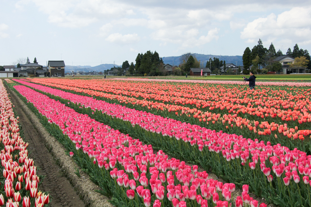 高波チューリップまつり、４月春の花、富山県砺波市の観光・撮影スポット
