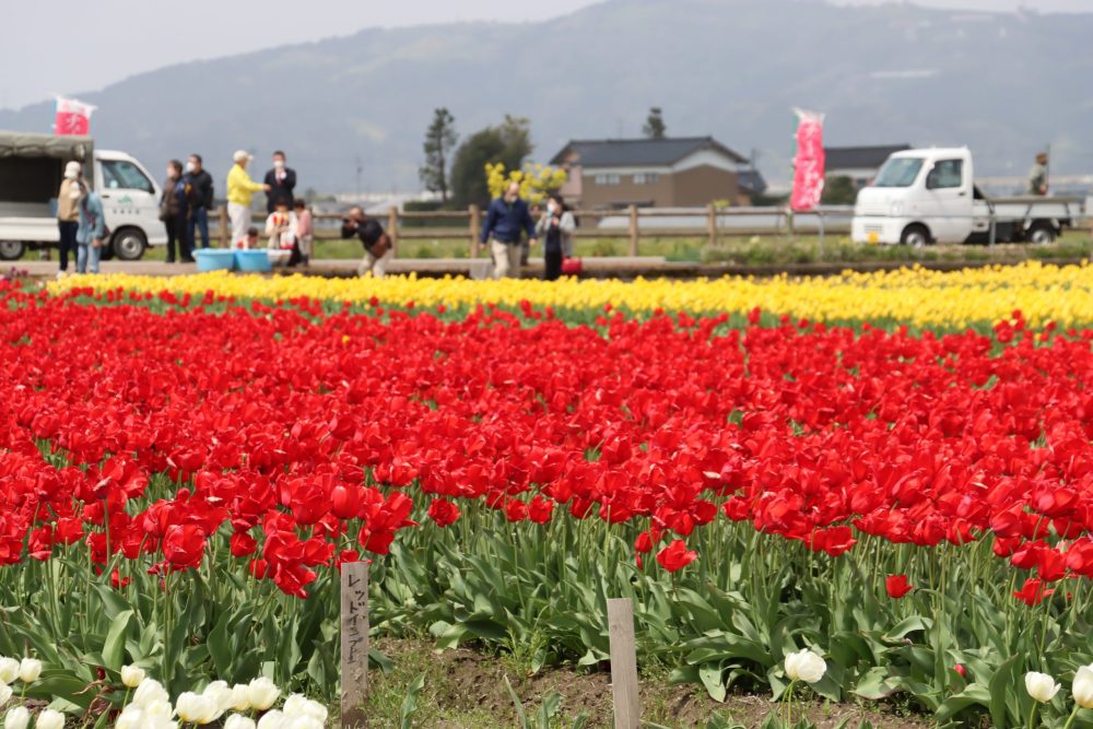 高波チューリップまつり、４月春の花、富山県砺波市の観光・撮影スポット
