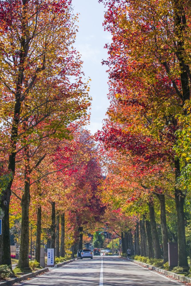 アメリカ楓通り, 紅葉、１１月秋、石川県金沢市の観光・撮影スポット