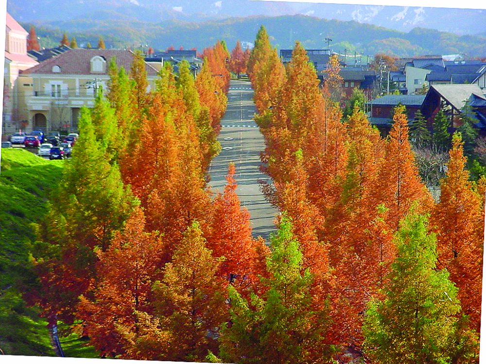 太陽が丘のメタセコイア並木,紅葉、１１月秋、石川県金沢市の観光・撮影スポット