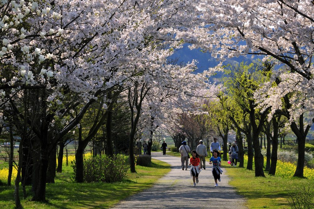上堰潟公園、桜、４月春、新潟県新潟市の観光・撮影スポット