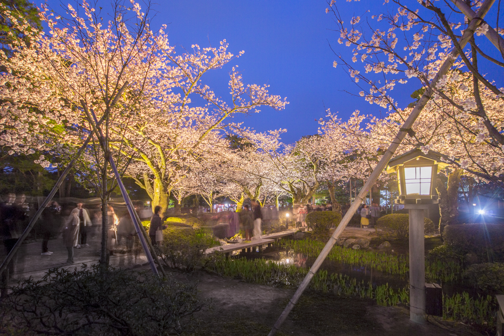 兼六園 夜桜、４月春の花、石川県金沢市の観光・撮影スポット