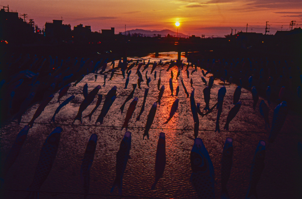 加茂川を泳ぐ鯉のぼり、４月春、新潟県加茂市の観光・撮影スポット