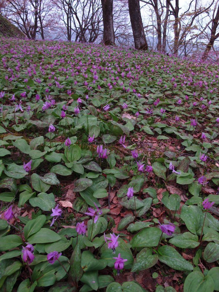 坂戸山カタクリ群生地、４月春、新潟県南魚沼市の観光・撮影スポット