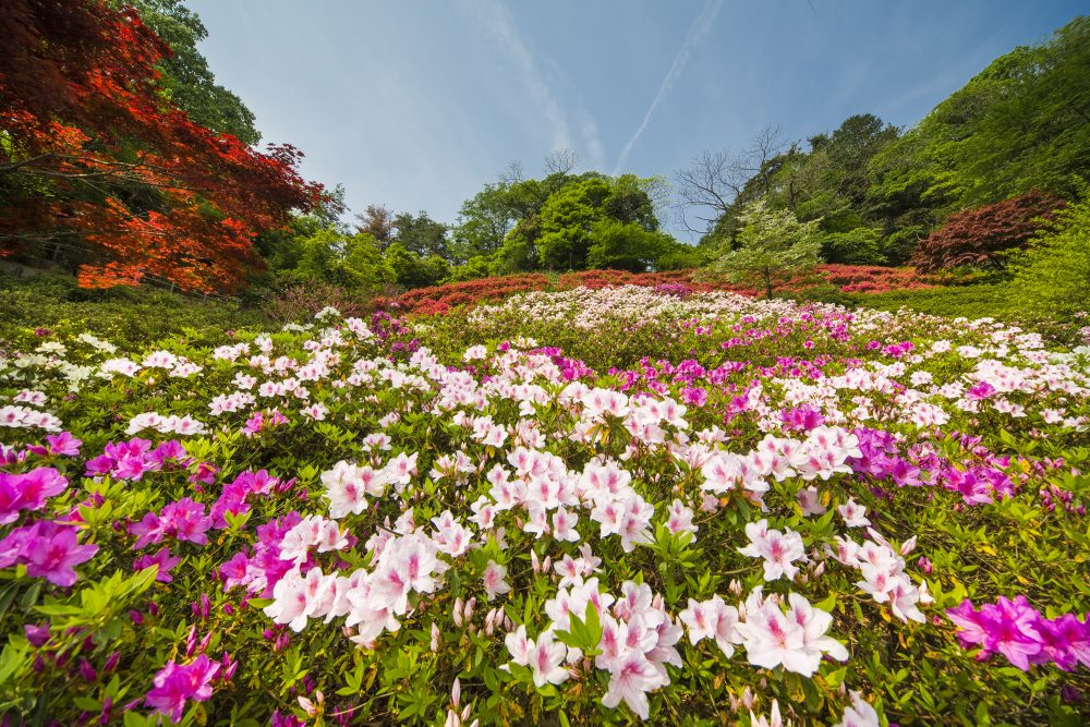 卯辰山公園、つつじ、４月春の花、石川県金沢市の観光・撮影スポット