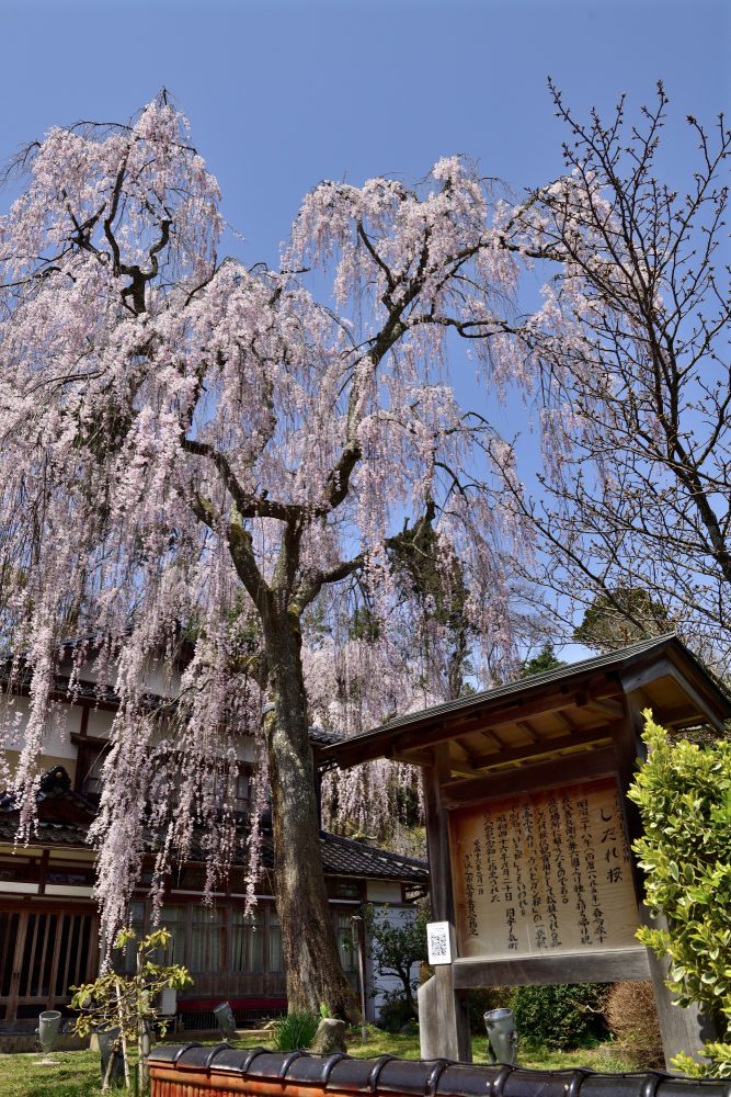 喜多家しだれ桜、４月春の花、石川県かほく市の観光・撮影スポット