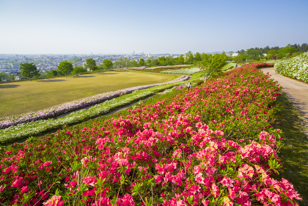 大乗寺丘陵公園、つつじ、４月春の花、石川県金沢市の観光・撮影スポット