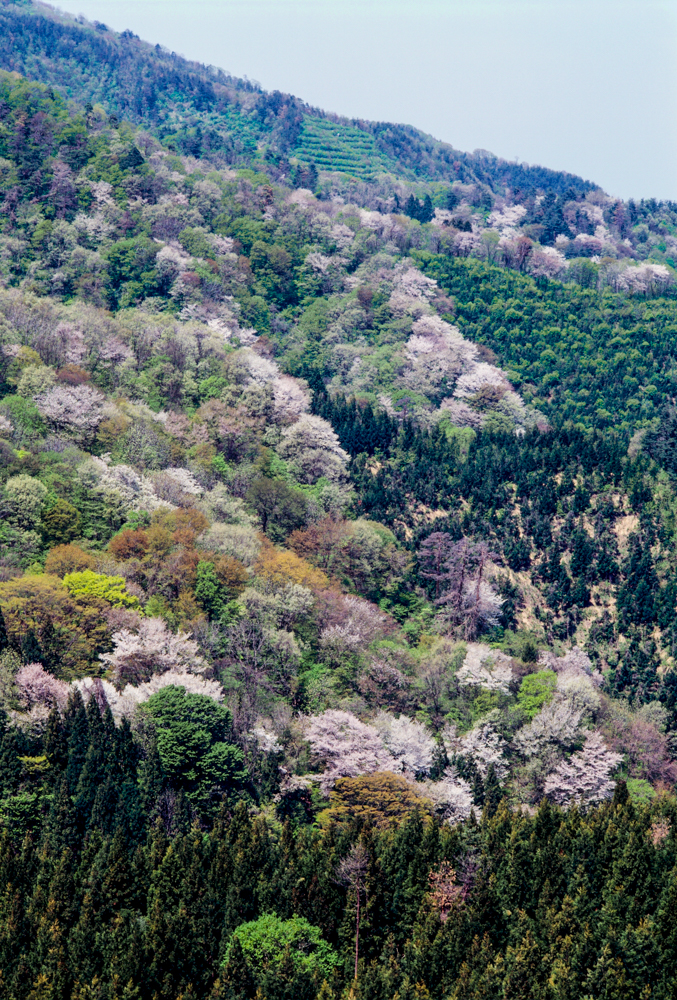 大峰山、桜、４月春、新潟県新発田市の観光・撮影スポット