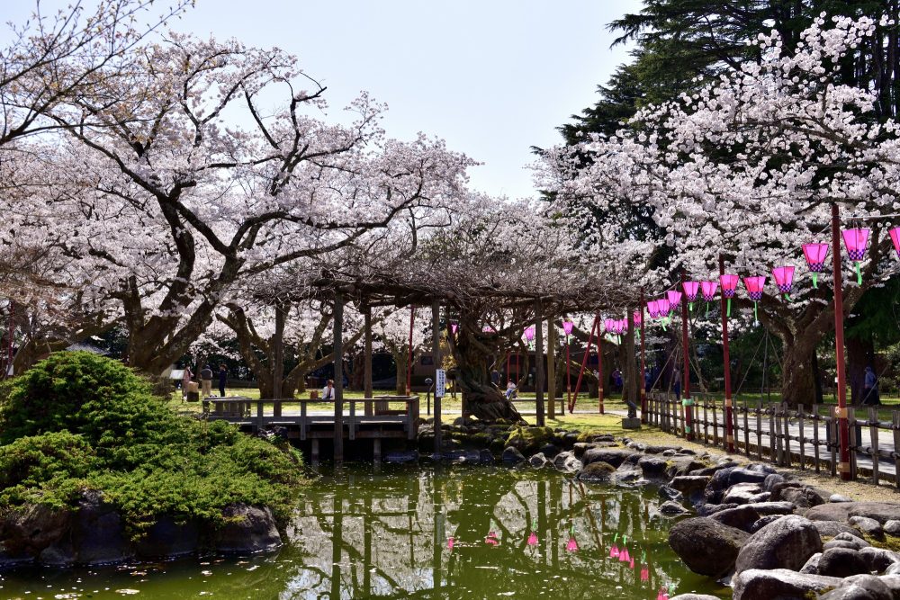 小丸山城址公園-、桜、４月春の花、石川県七尾市の観光・撮影スポット