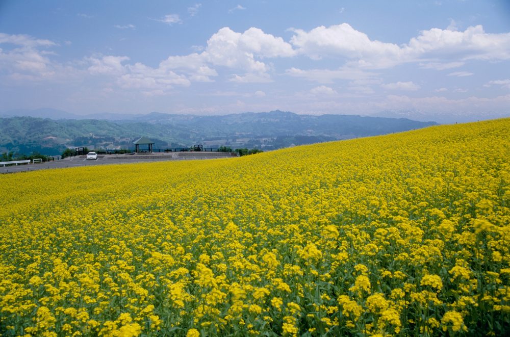 山本山 花畑、、菜の花５月夏、新潟県小千谷市の観光・撮影スポット