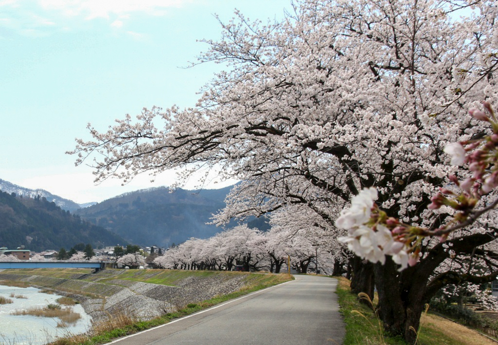 庄川峡桜まつり 、４月の春の花、福井県礪波市の観光・撮影スポット