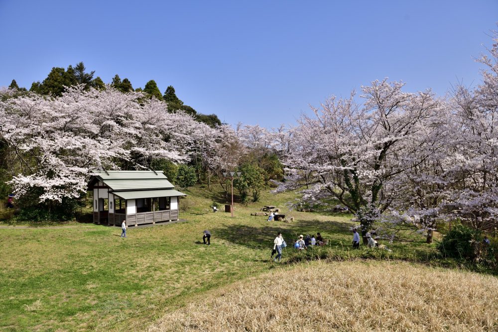志乎・桜の里古墳公園-、桜、４月春の花、石川県羽咋郡の観光・撮影スポット