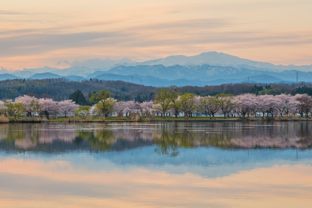 木場潟公園、桜、４月春の花、石川県小松市の観光・撮影スポット