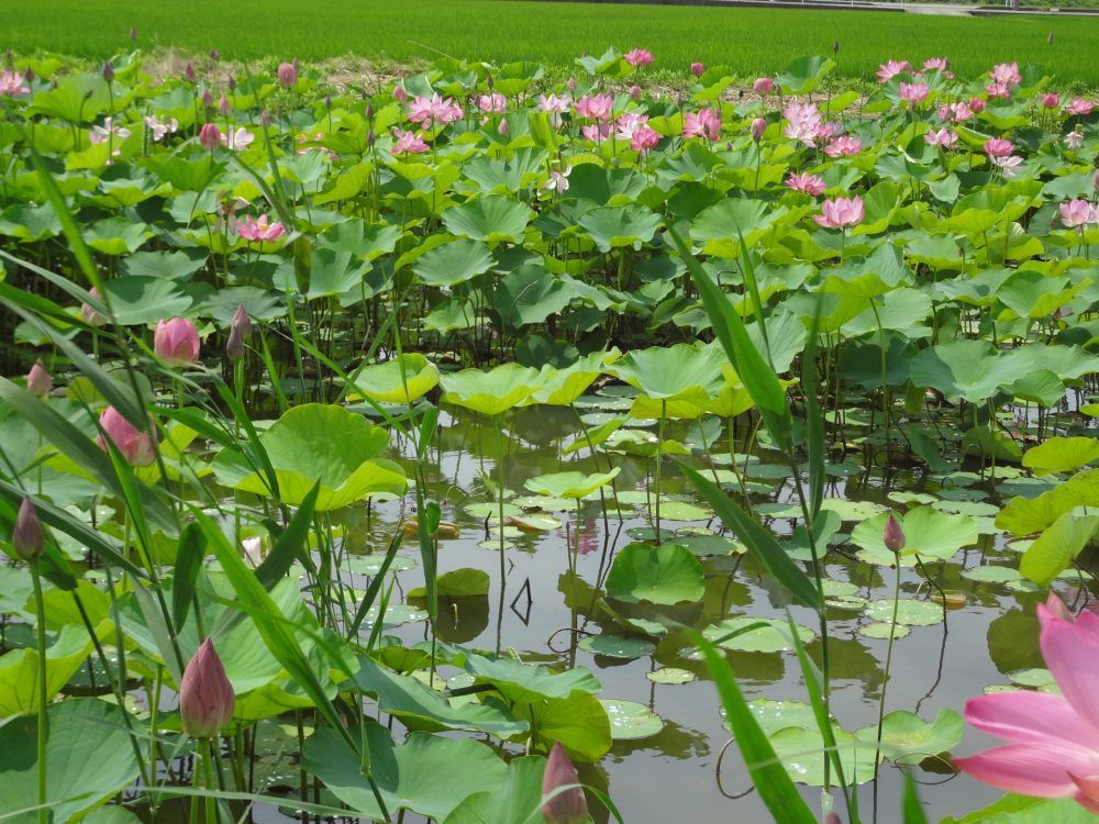 木場潟公園、蓮、７月夏の花、石川県小松市の観光・撮影スポット