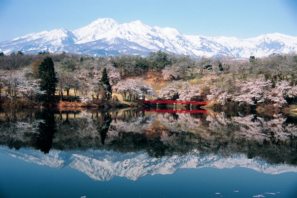 松ヶ峰、桜、４月春、新潟県上越市の観光・撮影スポット