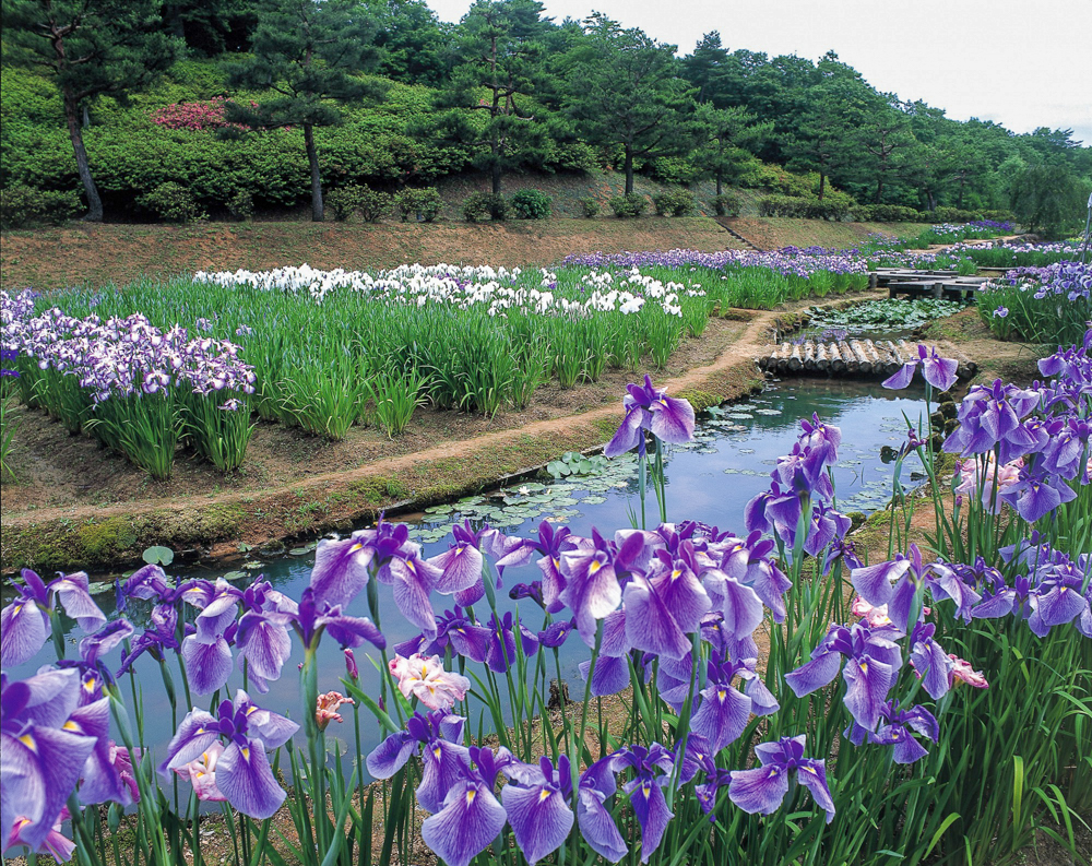 柳田植物公園、花しょうぶ、６月夏、石川県鳳珠郡の観光・撮影スポット