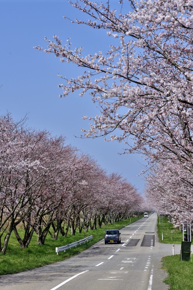 母恋街道千本桜、桜、４月春の花、石川県金沢市の観光・撮影スポット