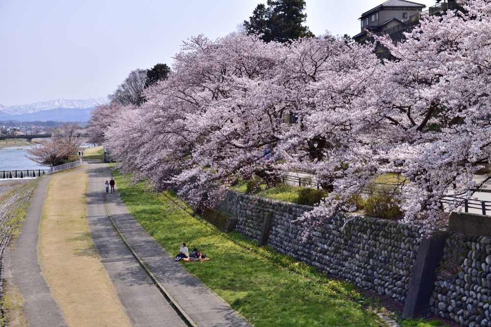 犀川、桜、４月春の花、石川県金沢市の観光・撮影スポット
