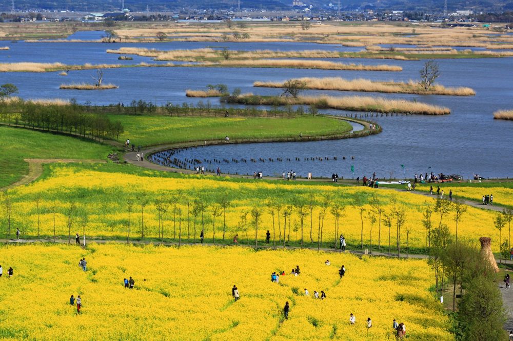 福島潟、、菜の花４月春、新潟県新潟市の観光・撮影スポット