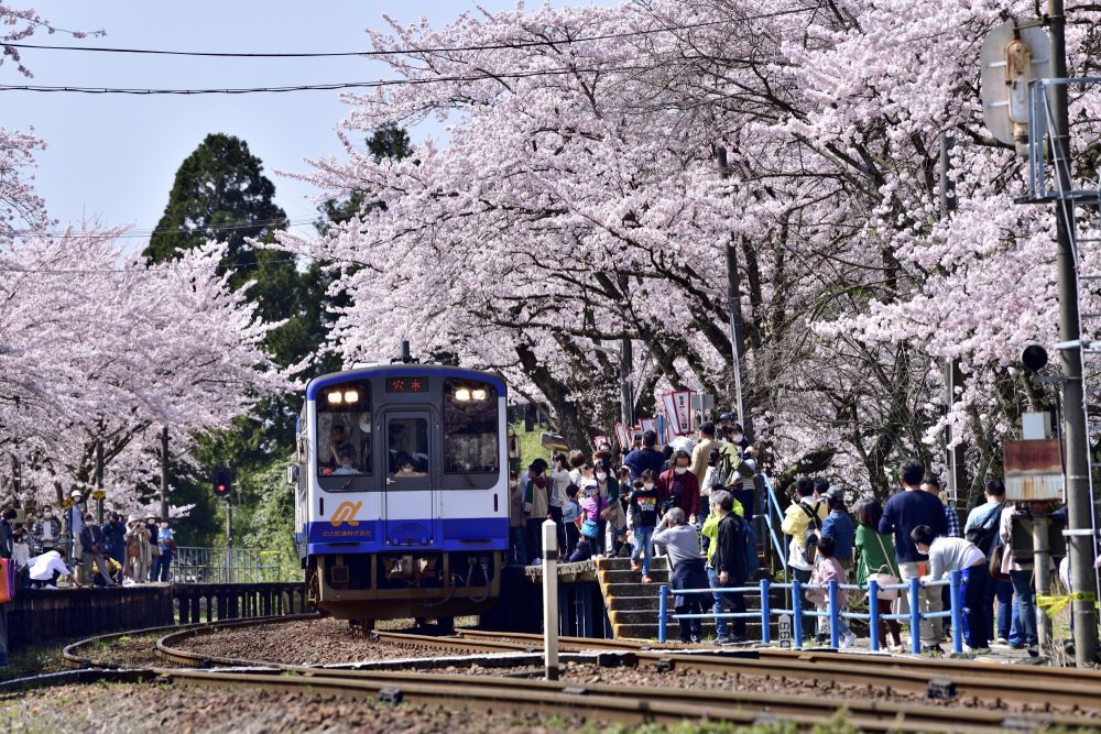 能登さくら駅、４月春の花、石川県鳳珠郡の観光・撮影スポット