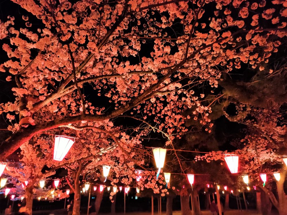 芦城公園、桜、４月春の花、石川県小松市の観光・撮影スポット