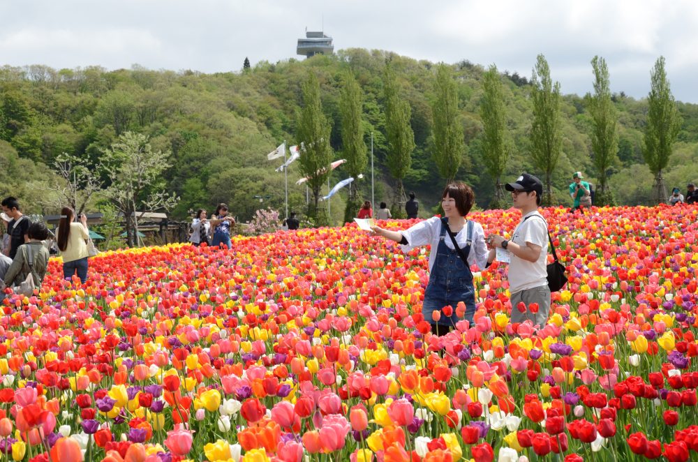 越後丘陵公園 チューリップ、４月春、新潟県長岡市の観光・撮影スポット