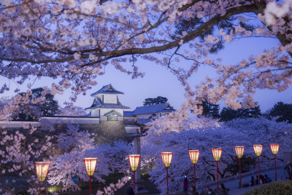 金沢城公園、桜、４月春の花、石川県金沢市の観光・撮影スポット