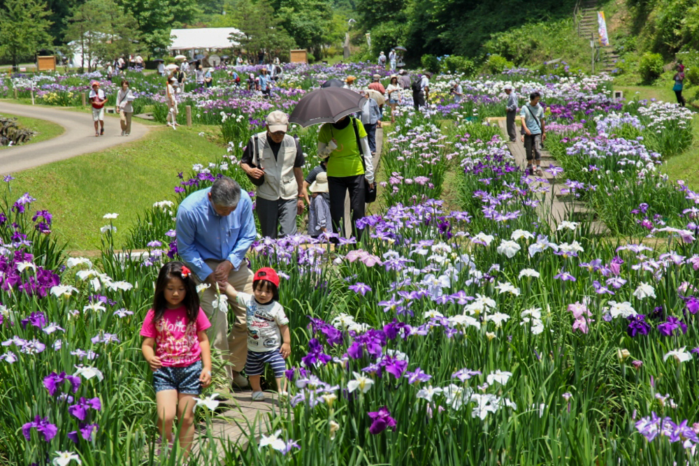 頼成の森花しょうぶ祭、６月夏の花、富山県砺波市の観光・撮影スポット