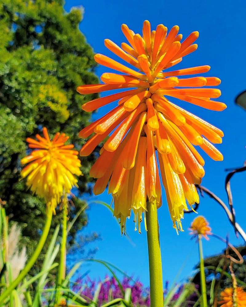 138タワーパーク、10月の秋の花、愛知県一宮市の観光・撮影スポットの画像と写真