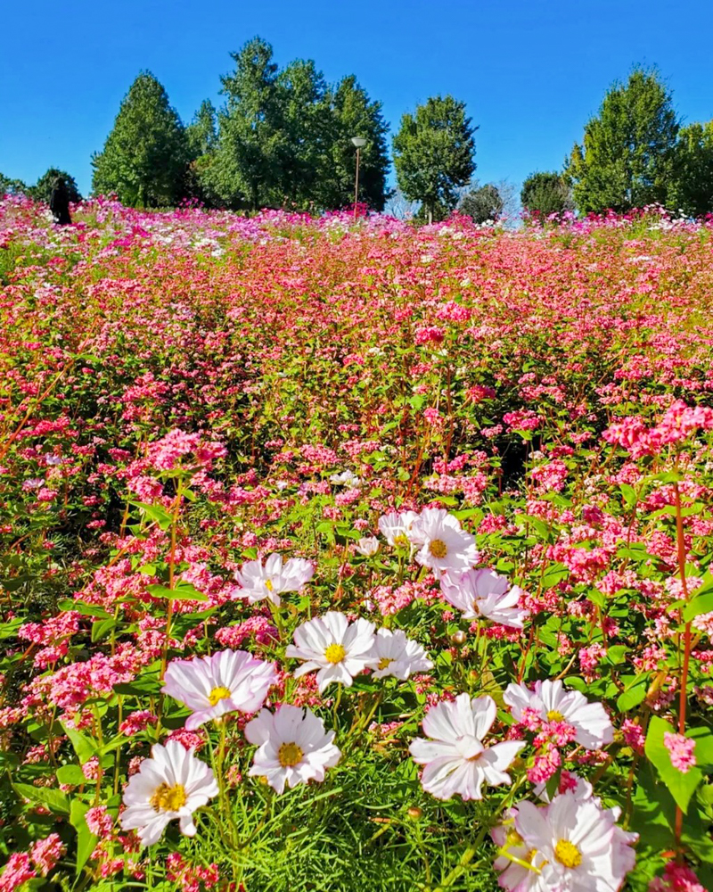 138タワーパーク、10月の秋の花、愛知県一宮市の観光・撮影スポットの画像と写真
